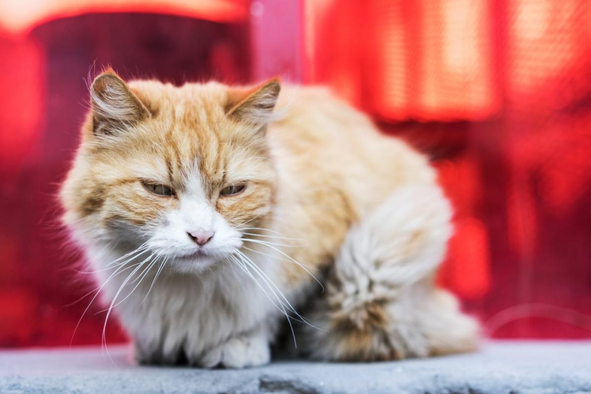 Understanding Feline Hiv​