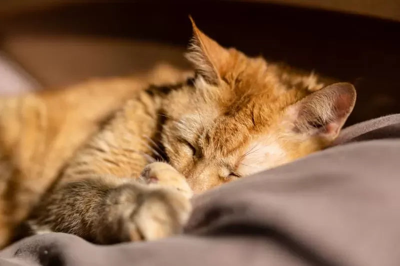 Hepatitis in Cats