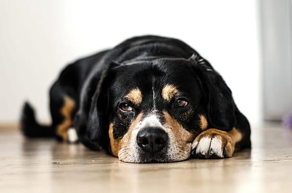 Curing Dog Separation Anxiety Quickly
