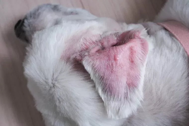 Why is My Dogs Ear Swollen