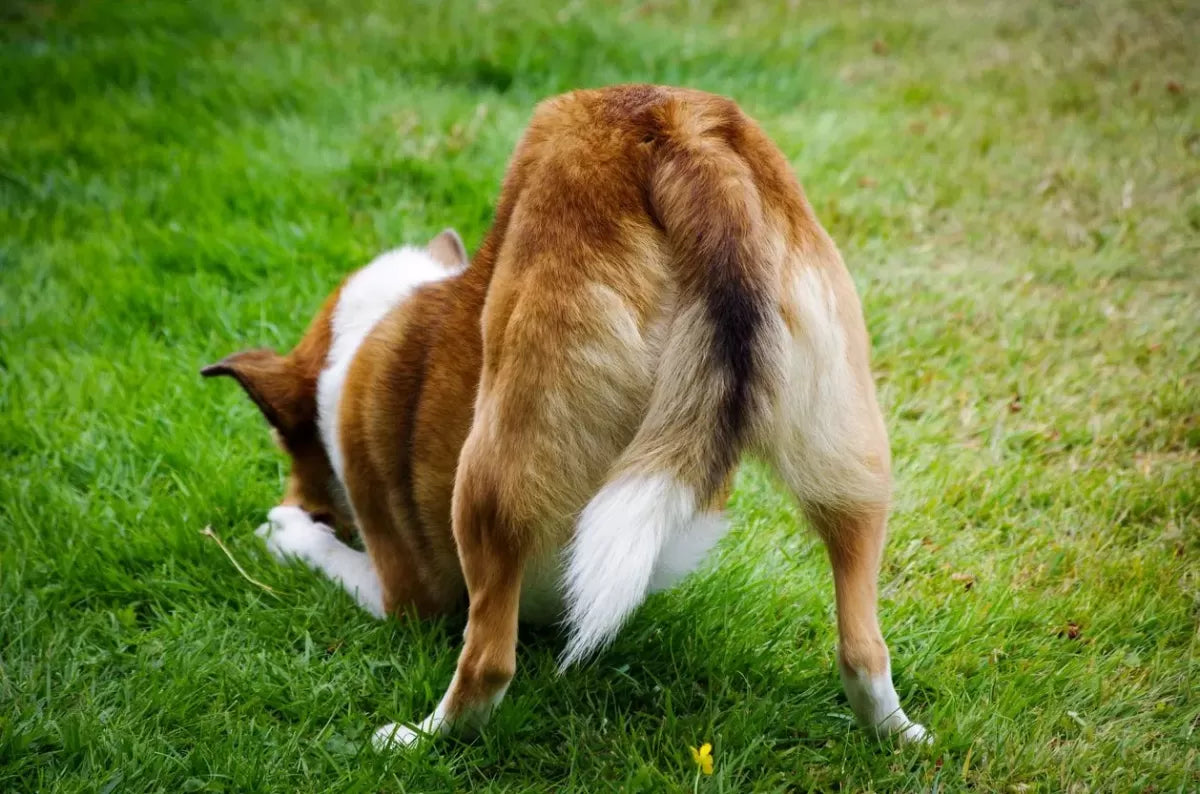 Enlarged Prostate Gland in Dogs