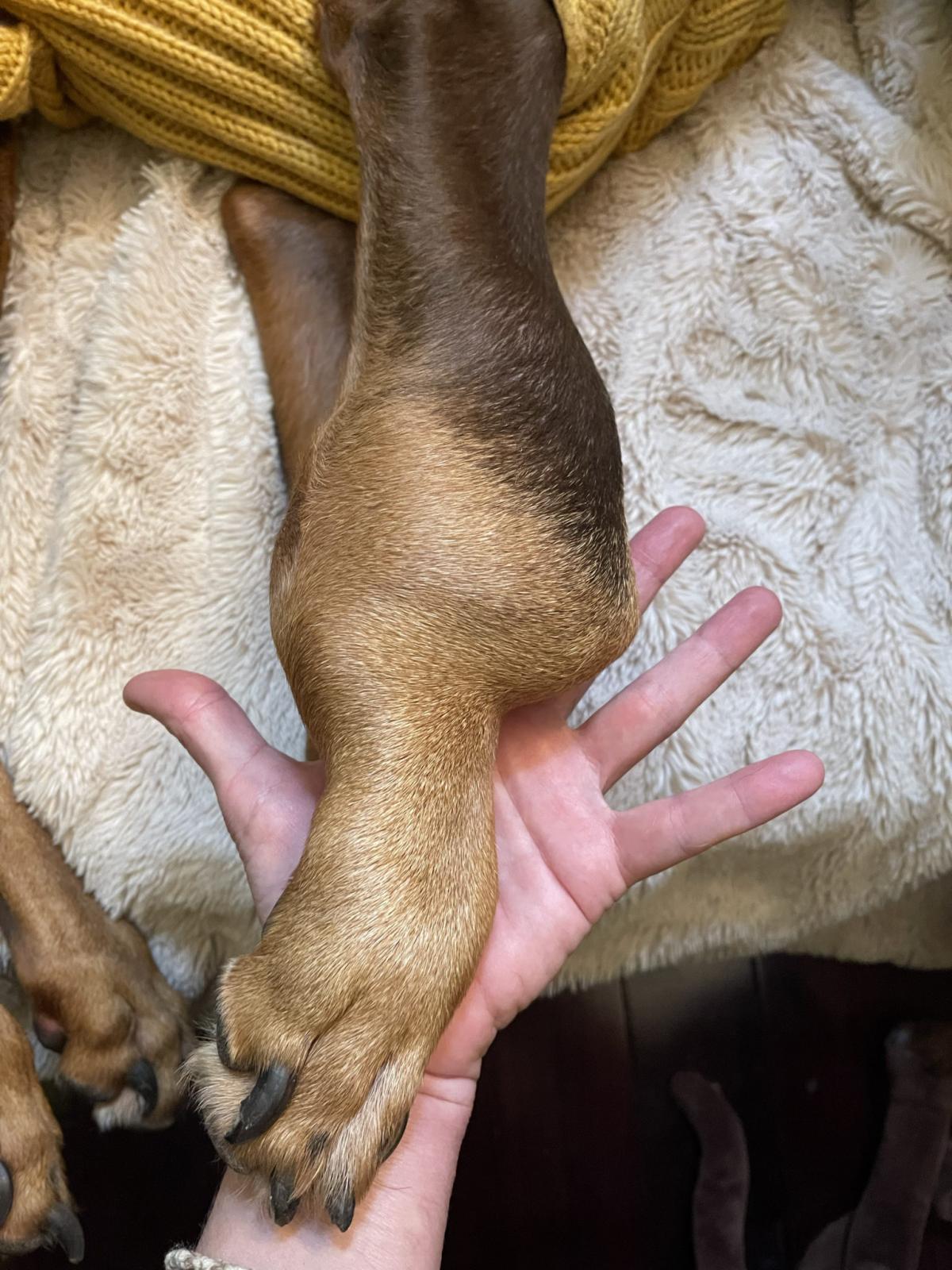 Decoding Canine Osteosarcoma