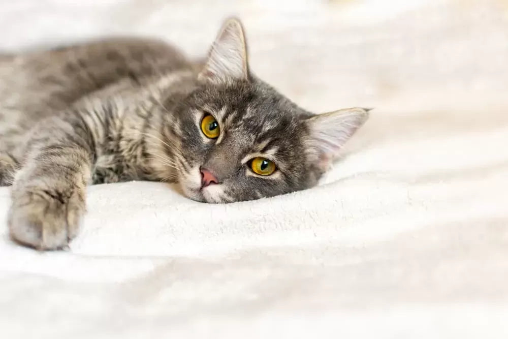 Feline Calicivirus (FCV) In Cats