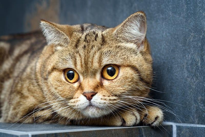 Renal Disease in Cats​