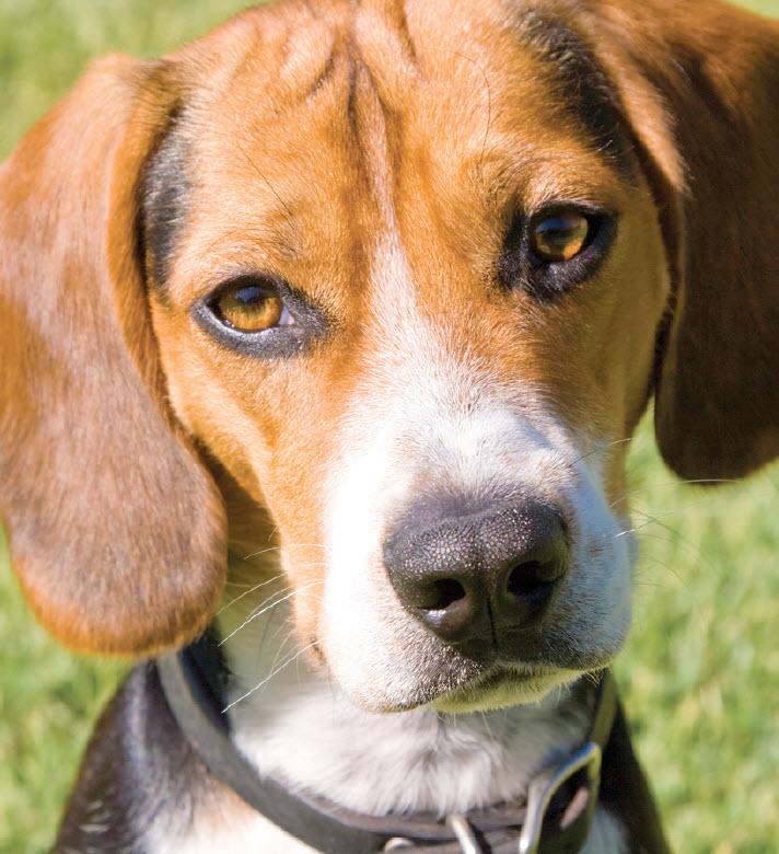 Eye Problems in Older Beagle Mix Dogs