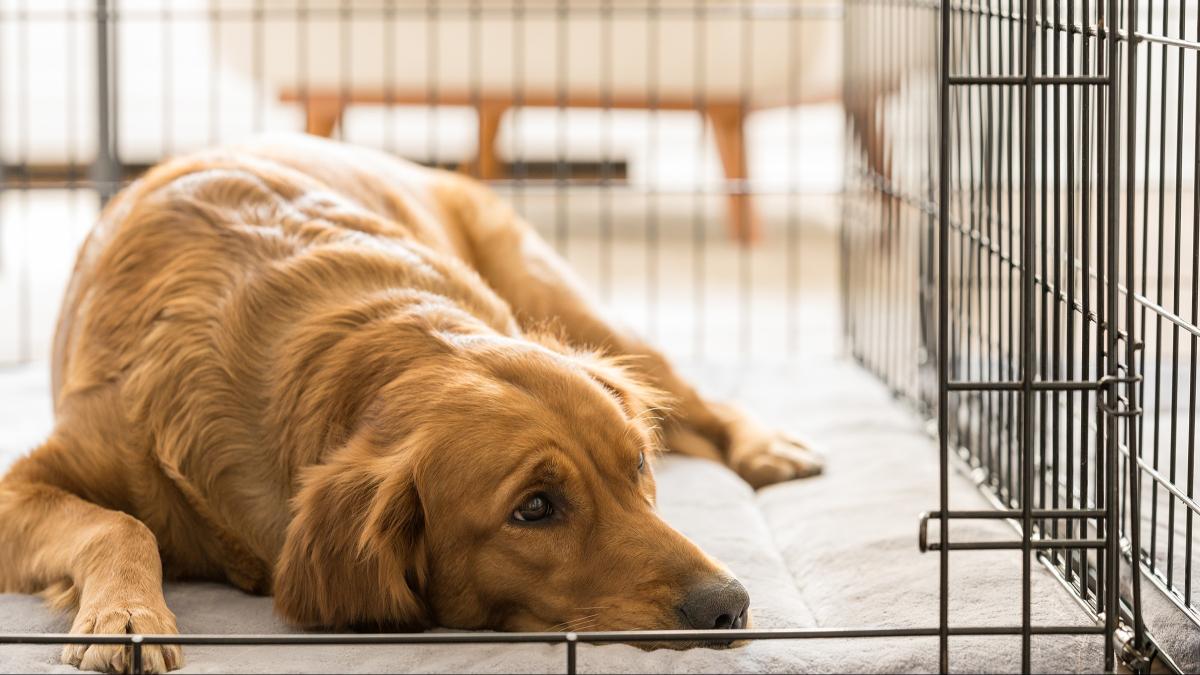 White Worms in Dog Poop: Causes, Treatment, and Prevention