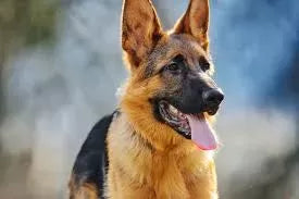 Health Problems in German Shepherds