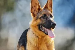 Health Problems in German Shepherds