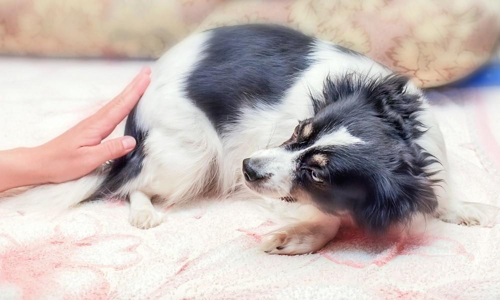 Should I Be Worried If My Dog Is Shaking