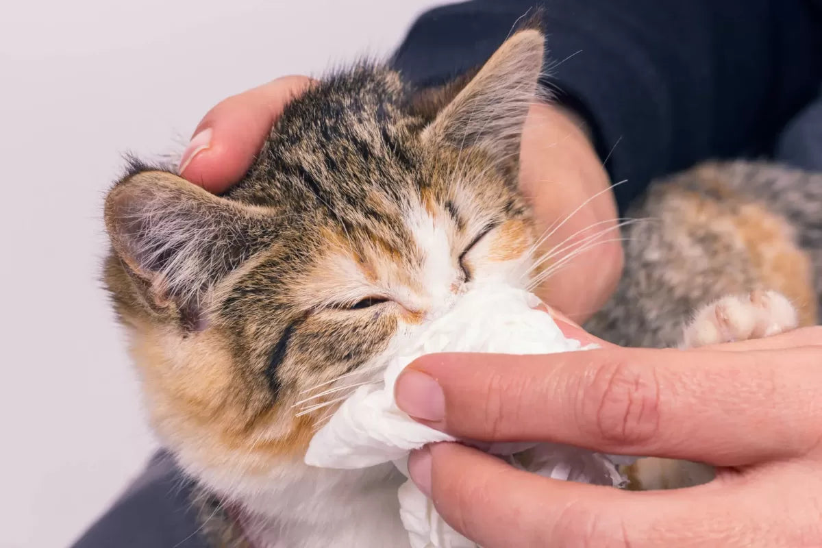 Guide to Seasonal Allergies in Cats