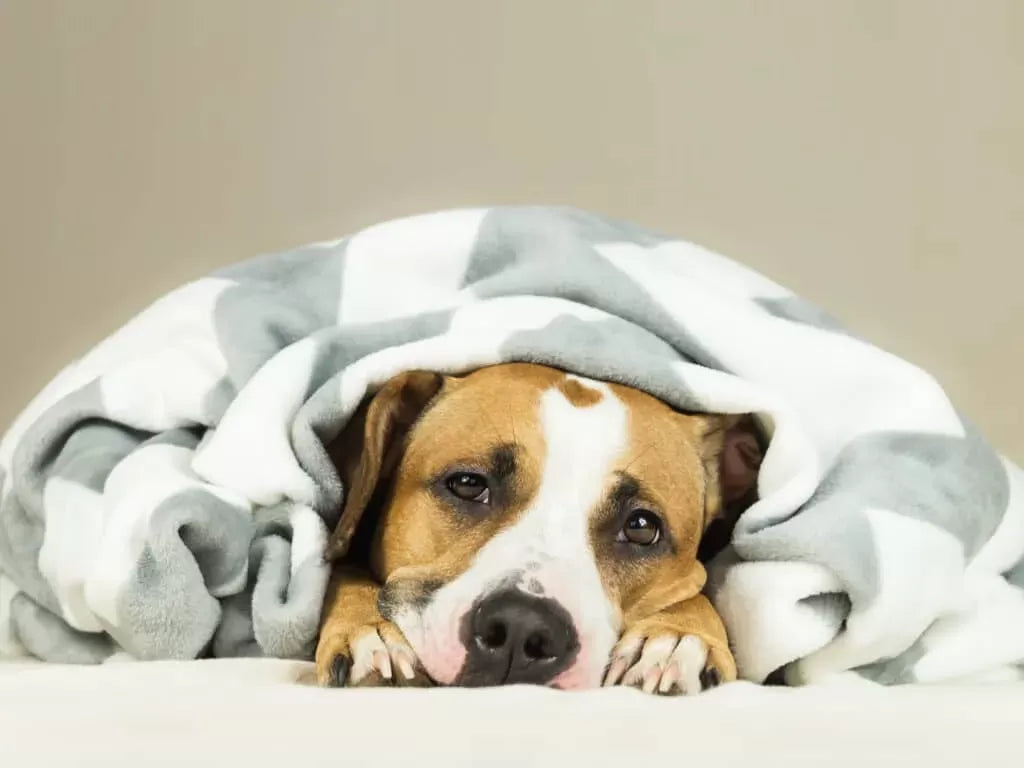 Bloody Diarrhea in Dogs: Causes, Symptoms, and Treatment