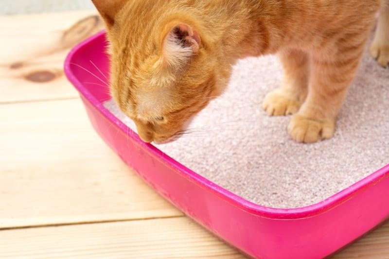 My Cat Leaving Poop Nuggets