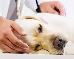 Hepatitis in Dogs
