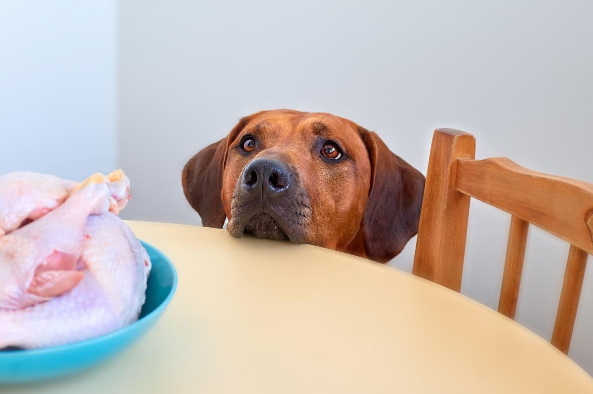 Can I Feed A Dog Raw Chicken