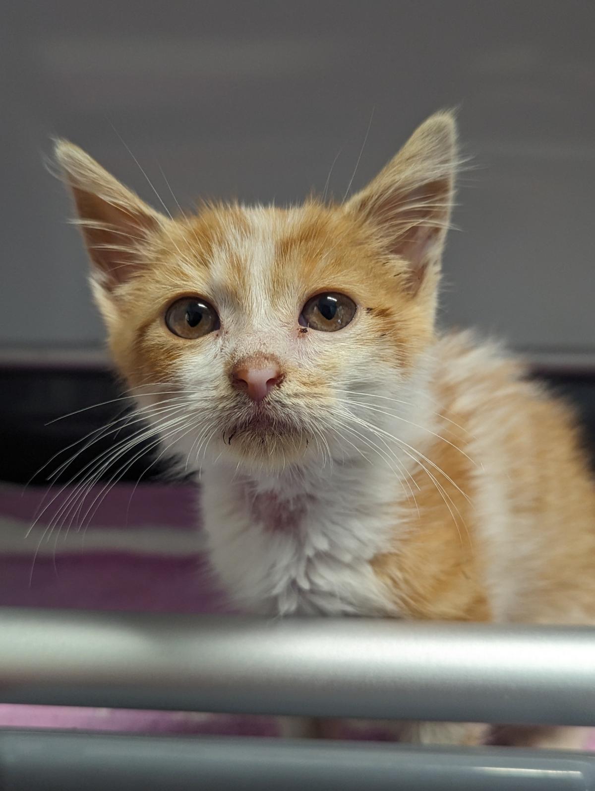 Liver Shunt in Cats