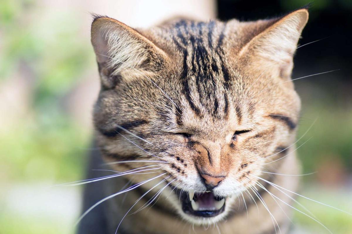 What Does It Mean If A Cat Is Sneezes Blood​