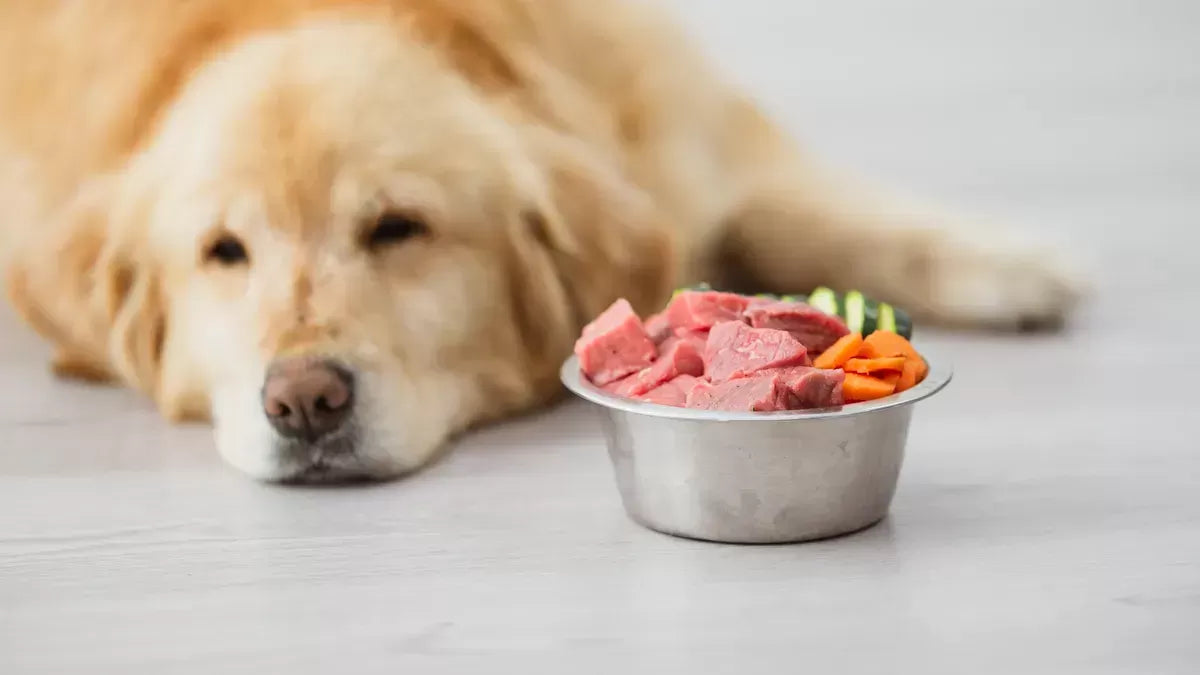 Can I Feed My Dog Raw Meat From the Supermarket
