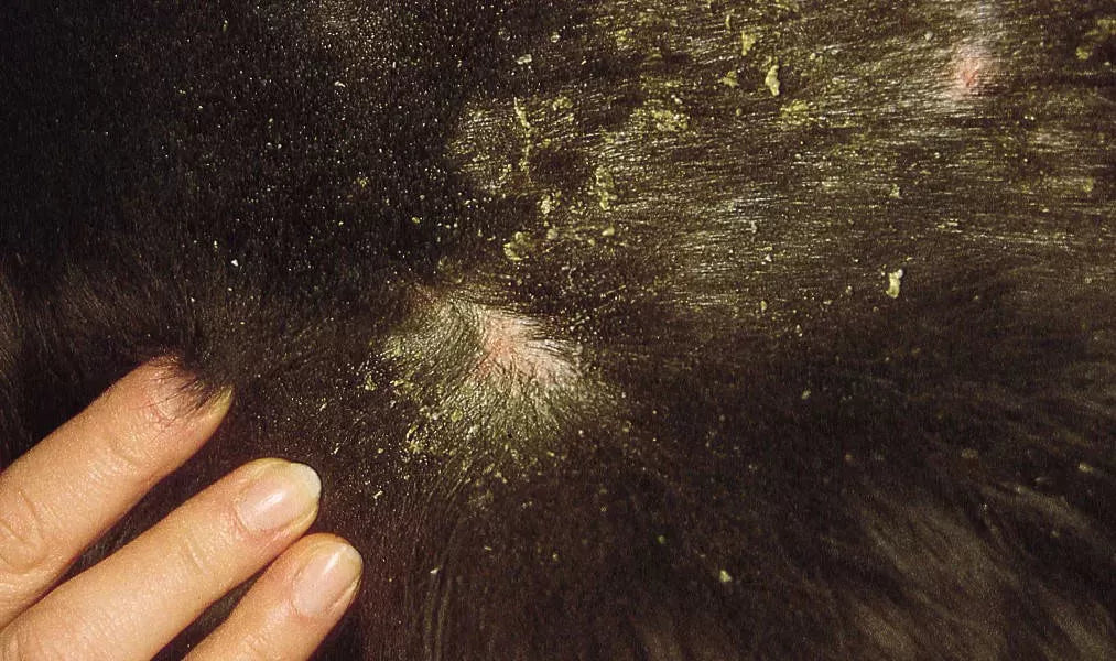 Unraveling the Mystery of Walking Dandruff in Dogs