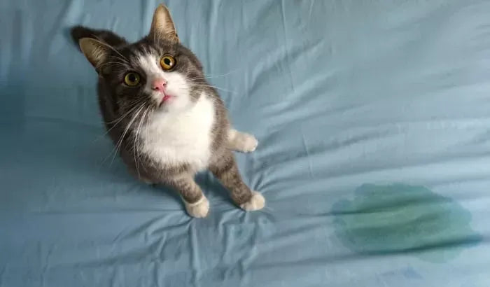 Understanding and Addressing Cat Peeing Behavior: A Comprehensive Guide