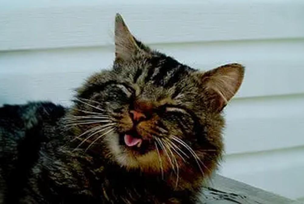 My Indoor Cat Keeps Sneezing: Causes, Remedies, and When to Worry