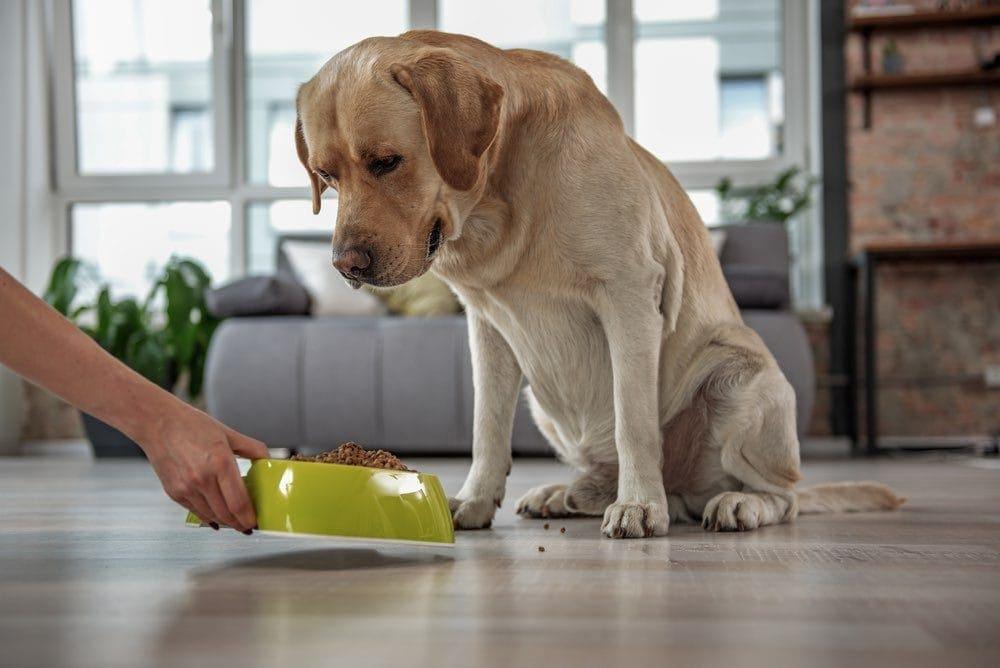 Food Allergies in Dogs