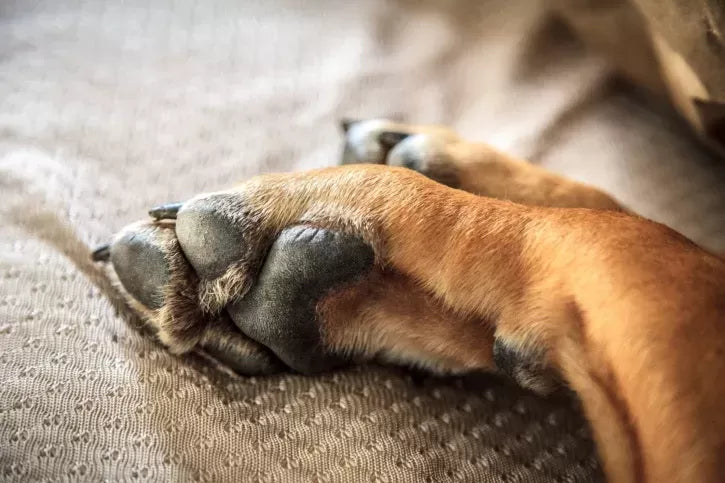 The Curious Phenomenon: Why Do Dogs' Paws Smell Like Fritos