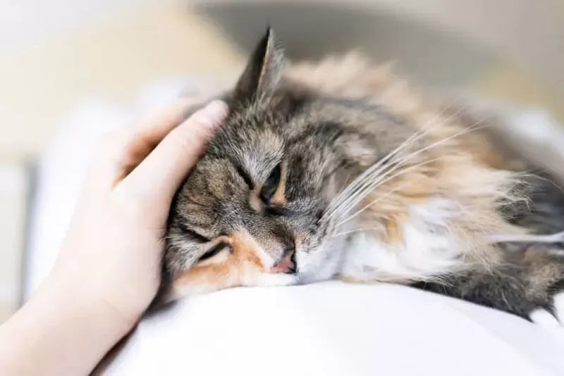 How to Tell If Cat is in Pain