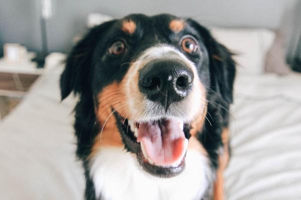 Can Dogs Take Omeprazole