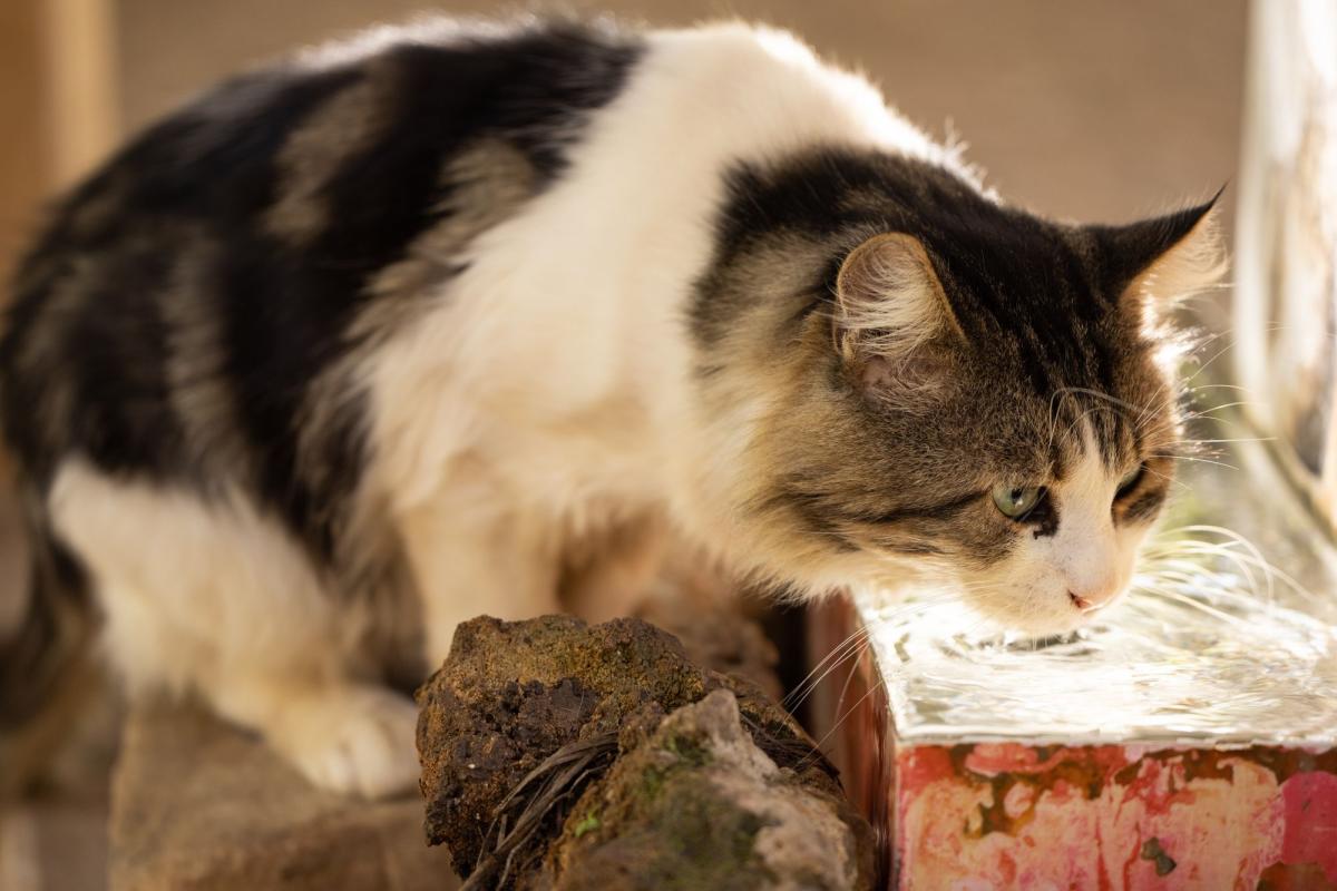 How to Get My Cat to Drink Water
