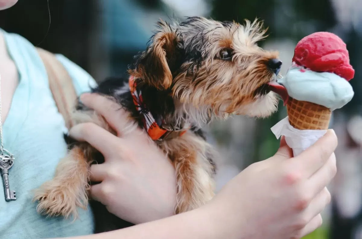 Can Dogs Get Brain Freeze