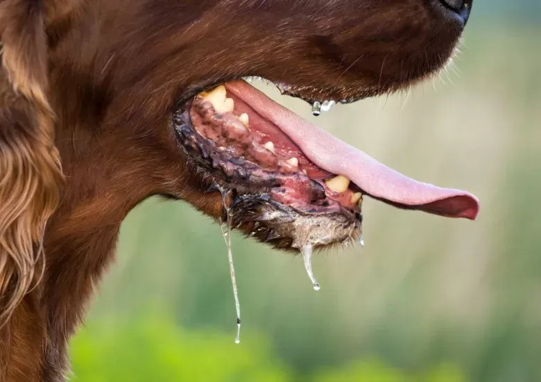 Home Remedies for Dog Drooling