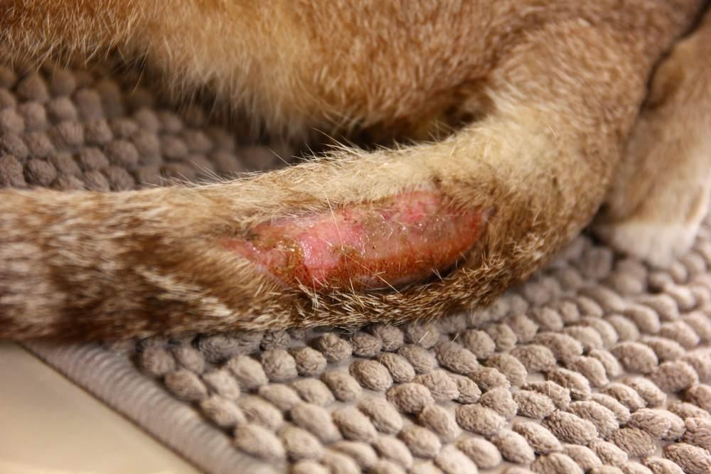Feline Tail Injury​