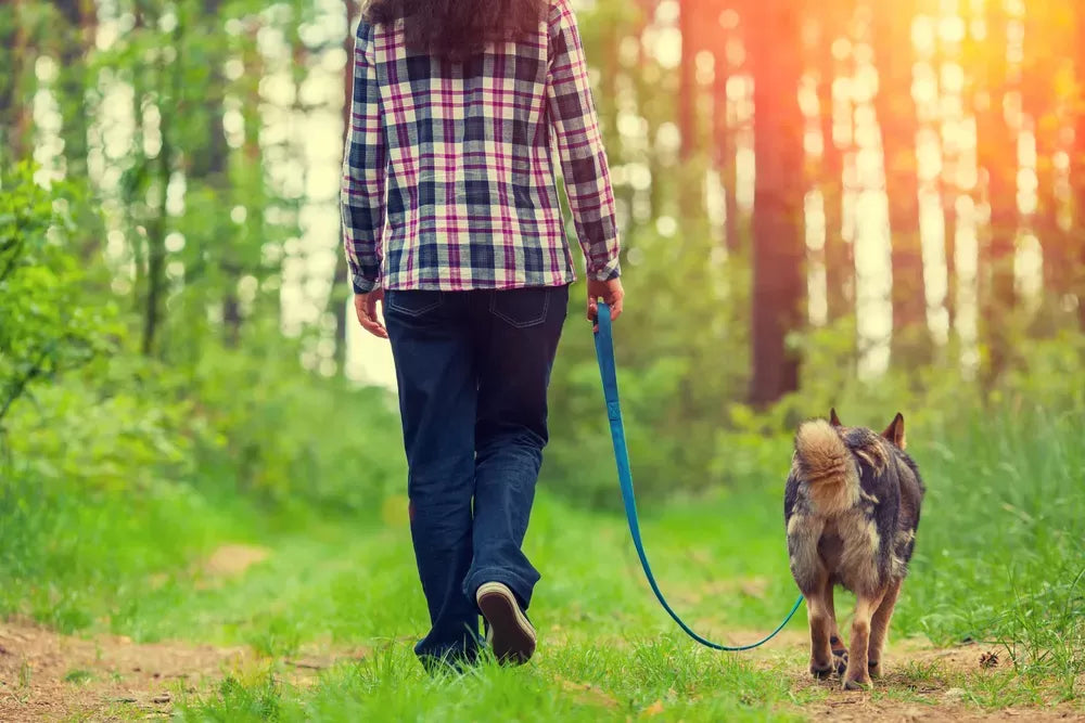 Can I Walk My Dog with Kennel Cough