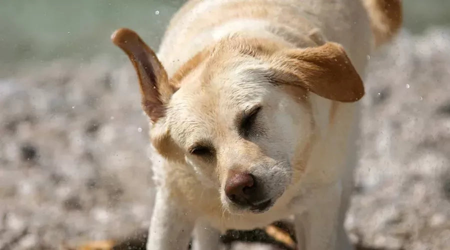 Why Is My Dog Shaking