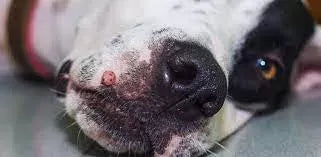 Warts on Dogs