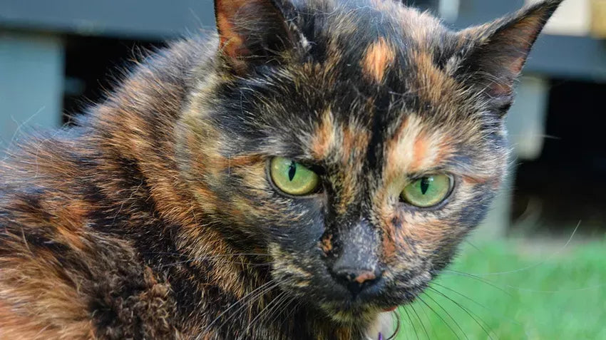 Understanding the Enigmatic Charisma of Tortoiseshell Cat Personality