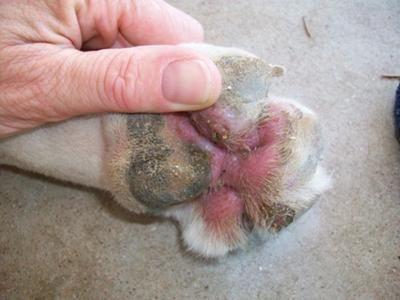 Dog Paws Red: Causes, Symptoms, and Treatment