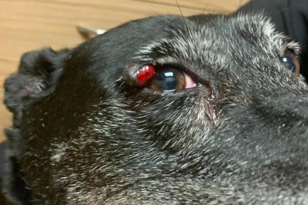 Eye Cancer in Dogs​