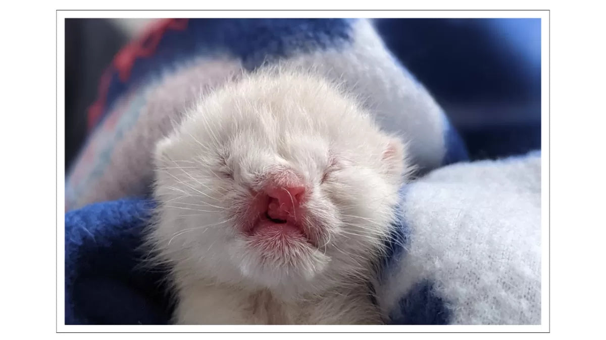Fading Kitten Syndrome​: What Should We Know