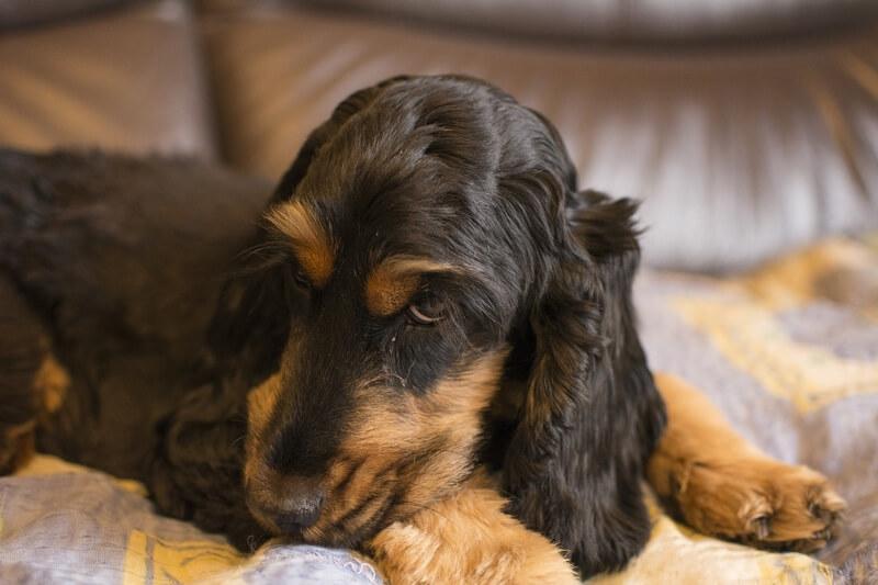 Liver Shunt in Dogs