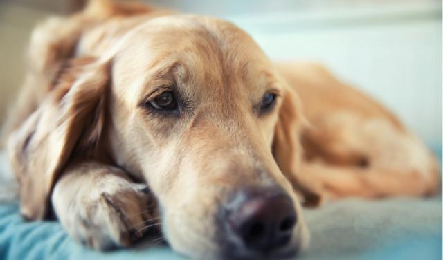 Splenectomy in Dogs
