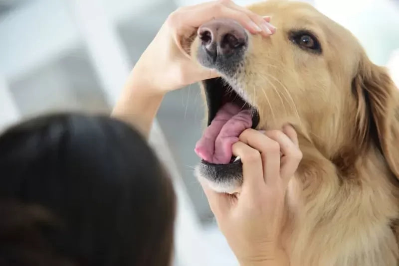 Dog Rotten Tooth: Understanding, Prevention, and Treatment