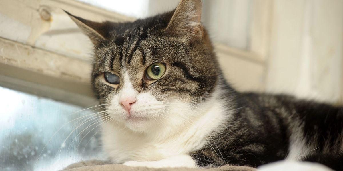 Vision Problem in Cats