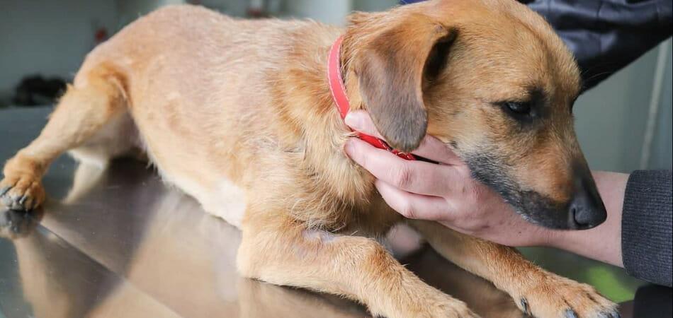 Can A Dog Be Given Vaccinated Twice
