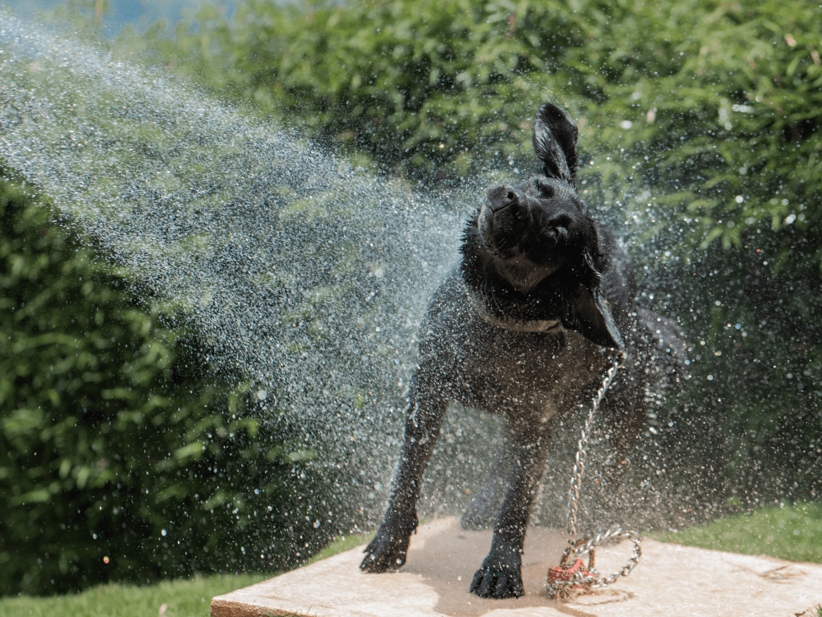 Homemade Dog Shampoo