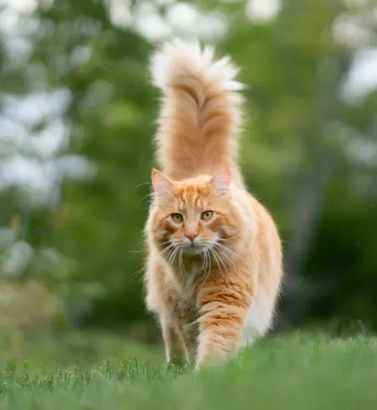 Why Does a Cat’s Tail Puff Up