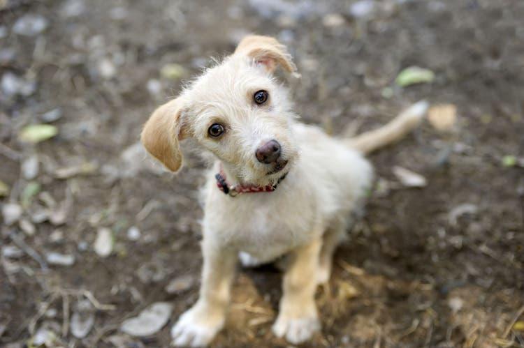 Fecal Occult Blood and NSAIDs in Dogs: The Risks and Impact