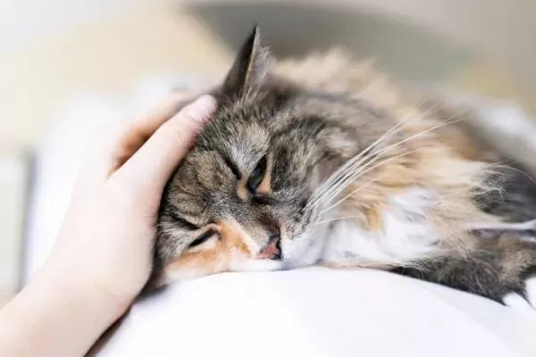 Rickets in Cats: Understanding the Silent Feline Disease