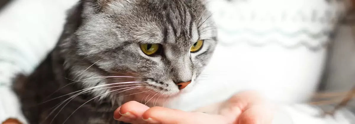 MSM for Cats
