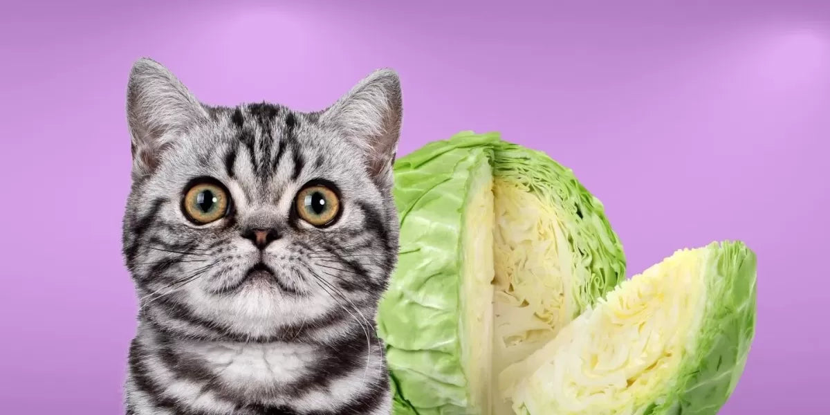 Can Cats Eat Cabbage? Unraveling the Feline Diet Puzzle